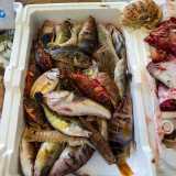...al colorato e appetitoso �ciambotto�, ovvero il pesce da zuppa